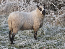 Kerry Hill Ram bred by Ben Heaps